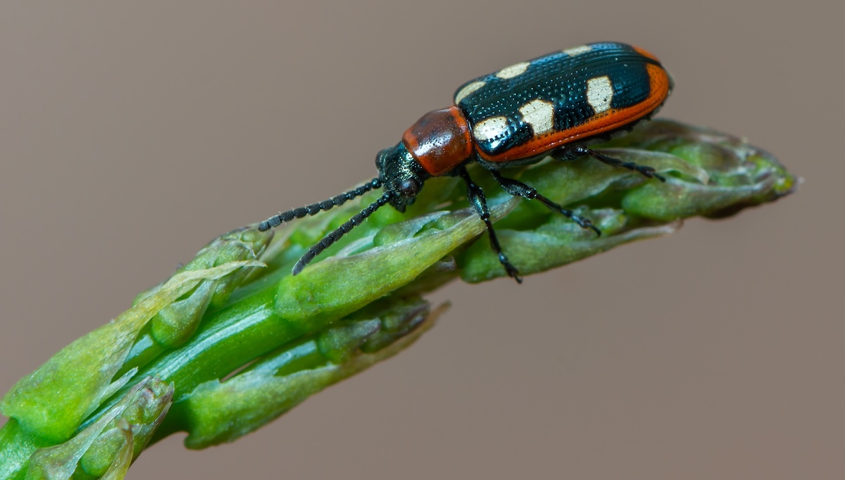 Close-up of common asparagus beetle - Crioceris asparagi - on leaf.