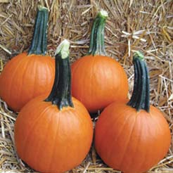 baby pam pumpkins