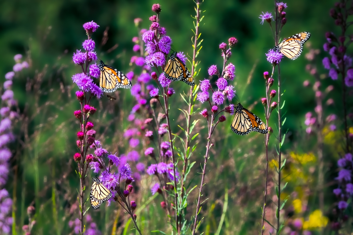 Multiple monarchs on liatris flowers. 