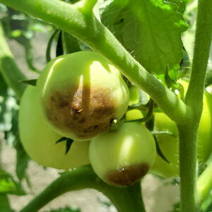 Blossom-End Rot on Tomatoes