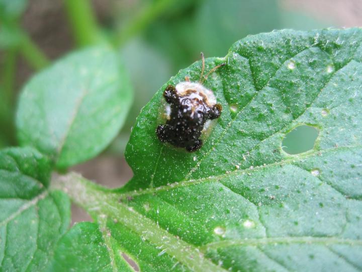 Tortoise beetle on plant leaf.