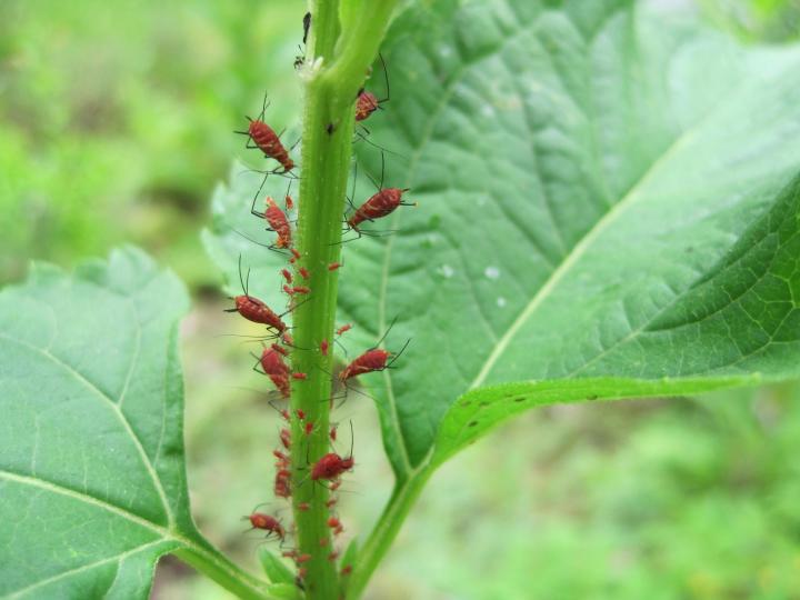 Red aphids on a plant stem.