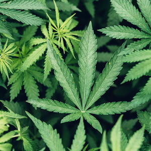 Close-up showing the distinct leaf of cannabis sativa. Shutterstock