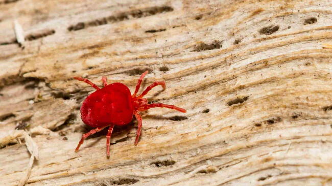 Chiggers (Mites)