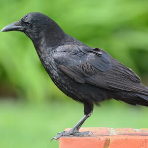 American Crow, Corvus brachyrhynchos, standing on a brick post in a suburban garden