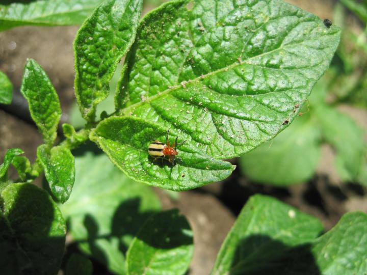 Cucumber beetle on a leaf.