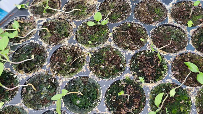 Damping off