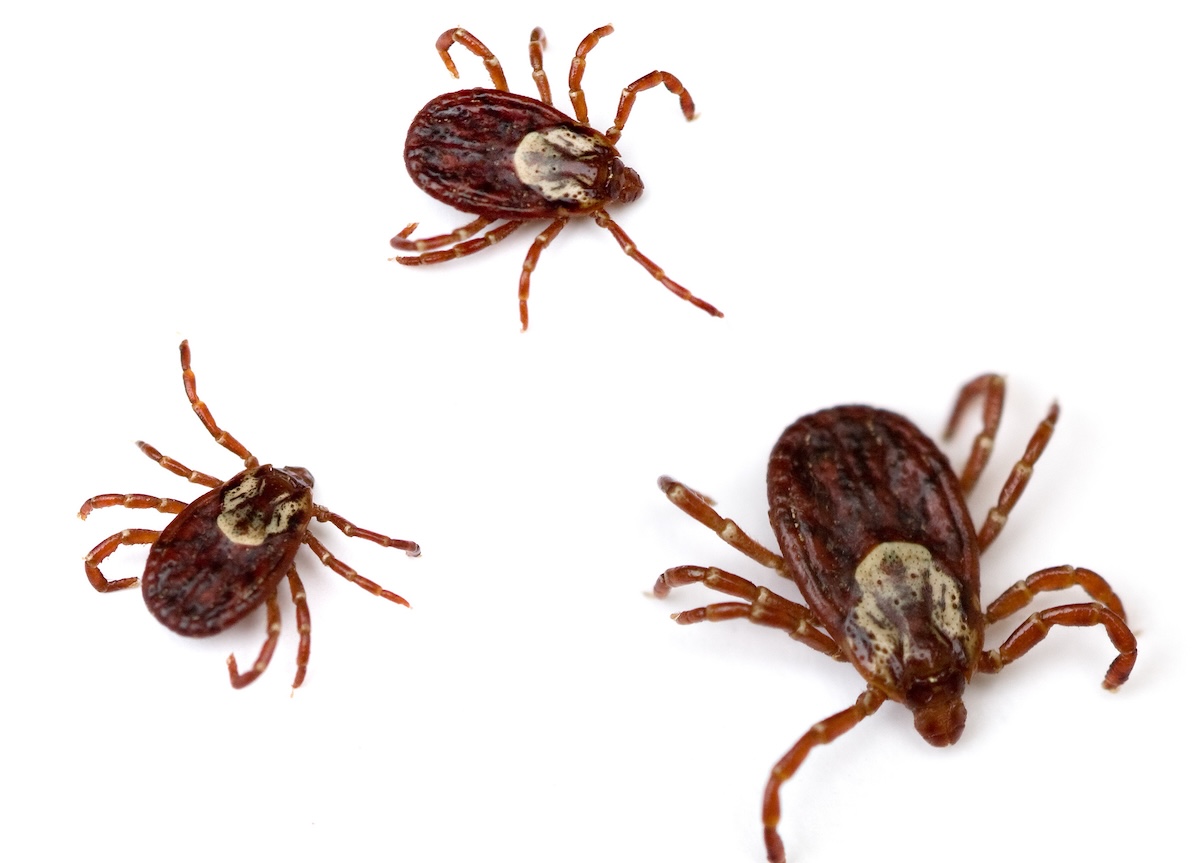 dog ticks