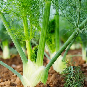 Fennel Bulb growing in the garden