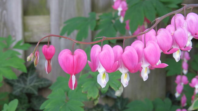 close-up of pink and white bleeding heart flowers