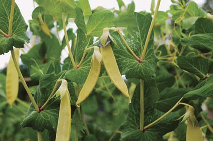 'Golden Sweet' snap peas, growing on vines
