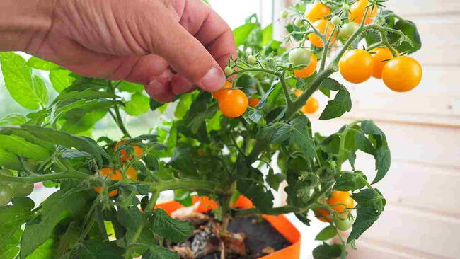 Hand picking ripe yellow cherry tomatoes from a container-grown tomato plant