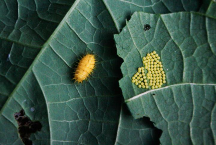 Mexican bean beetle and yellow eggs on leaves. on plant leaves.