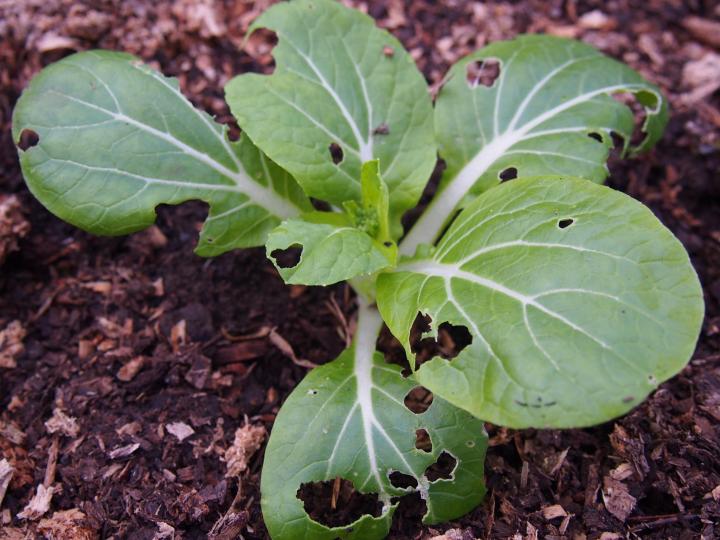 Plant showing holes made by slugs.