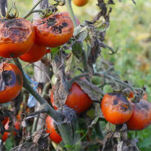 Late Blight on Tomato Plant