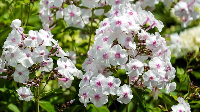 white phlox flowers
