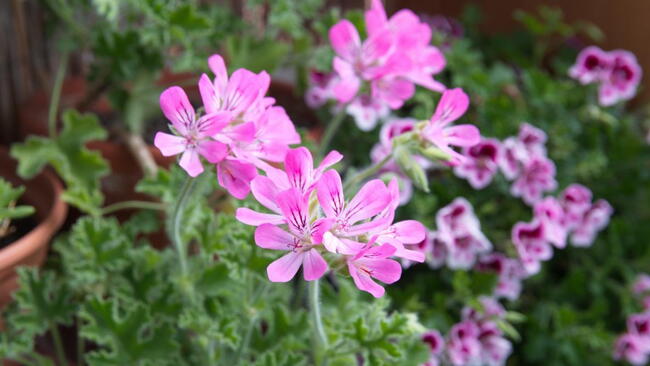 Pink Pelargonium flowers