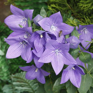 Balloon plant flowers 