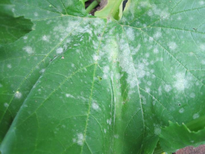 Powdery mildew spots on leaf.