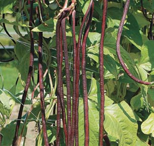 'Red Noodle' Beans