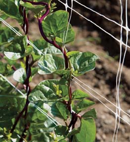 Malabar summer spinach