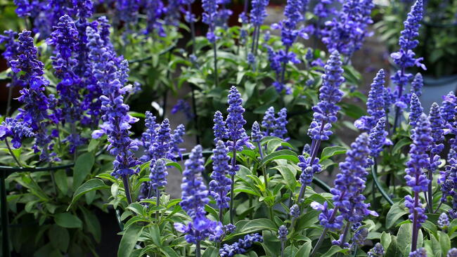 Blue salvia flowers