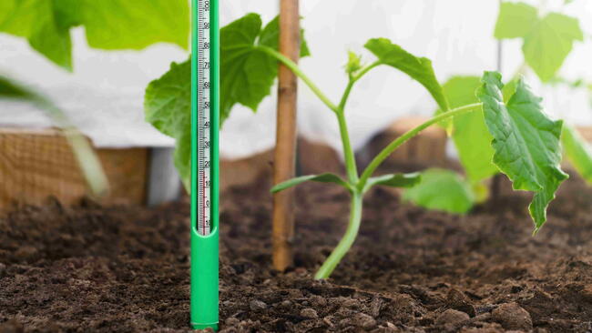 Soil thermometer inserted into garden soil beside young plants.