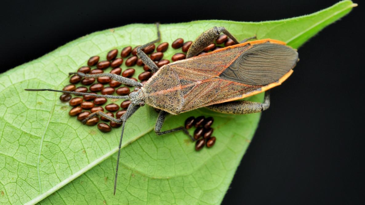 Squash bug laying eggs on plant leaf.