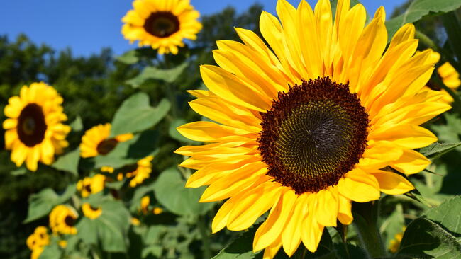 a field of sunflowers with the heads of the yellow flowers with brown centers facing the sun