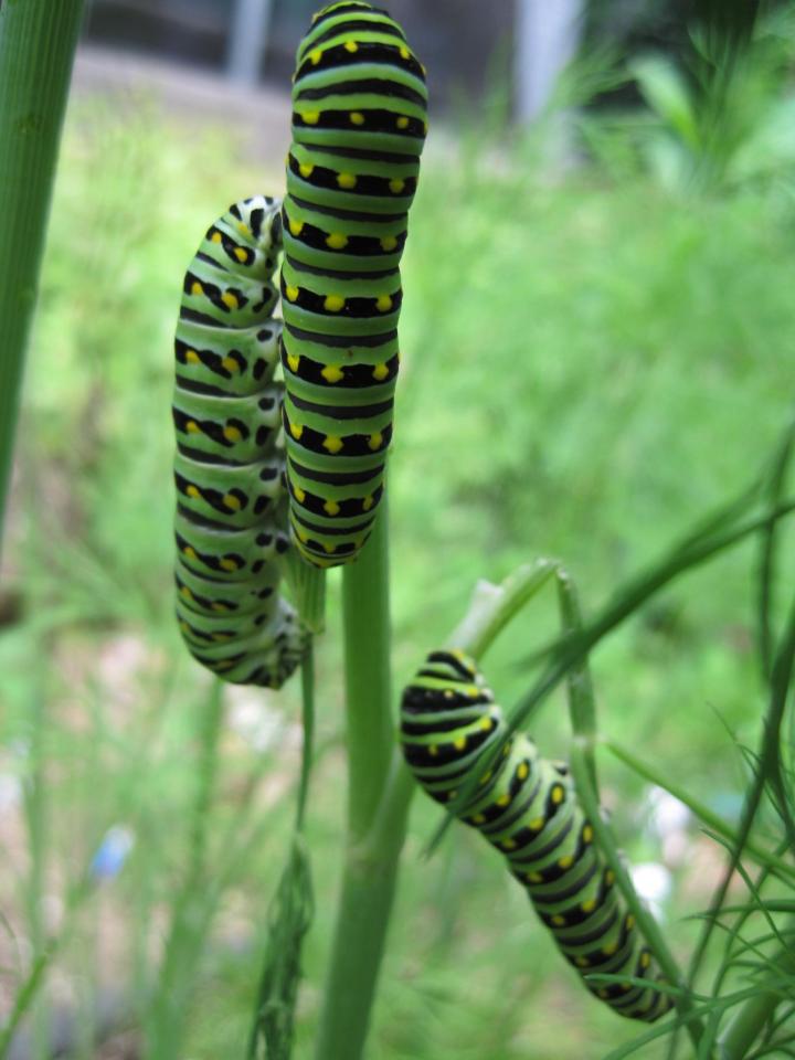 Swallowtail caterpillars on a plant.