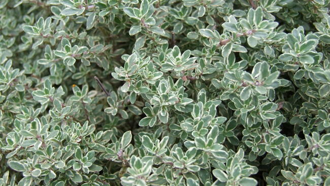 thyme herb growing in the garden 