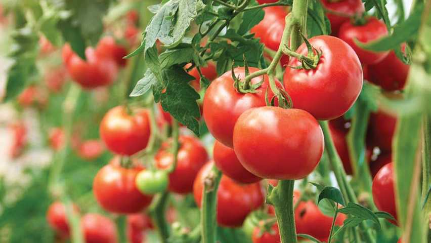 red and green tomatoes on a vine in a garden