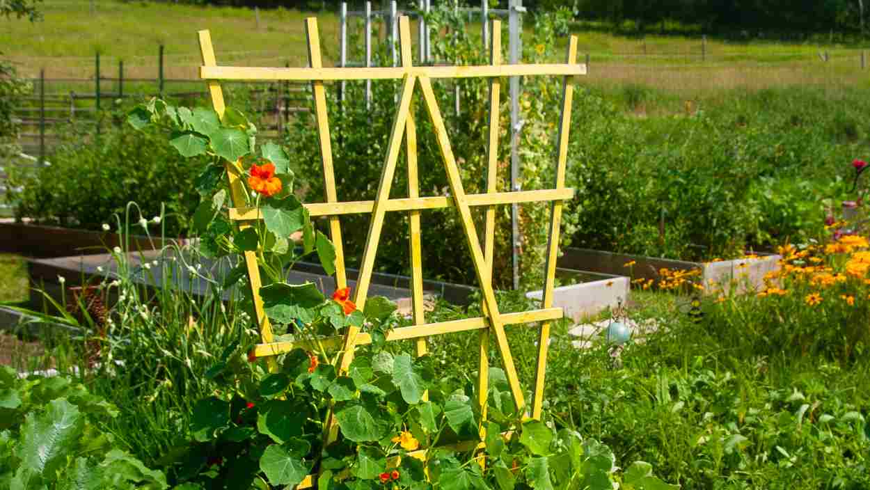 rustic wooden garden trellis covered in lush green climbing vines.