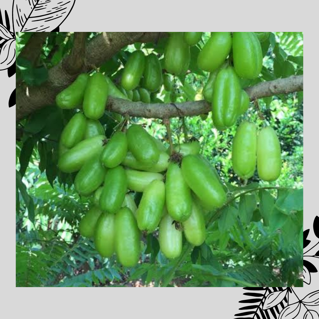 Health benefits of bilimbi fruit or kamias and a must try-recipe